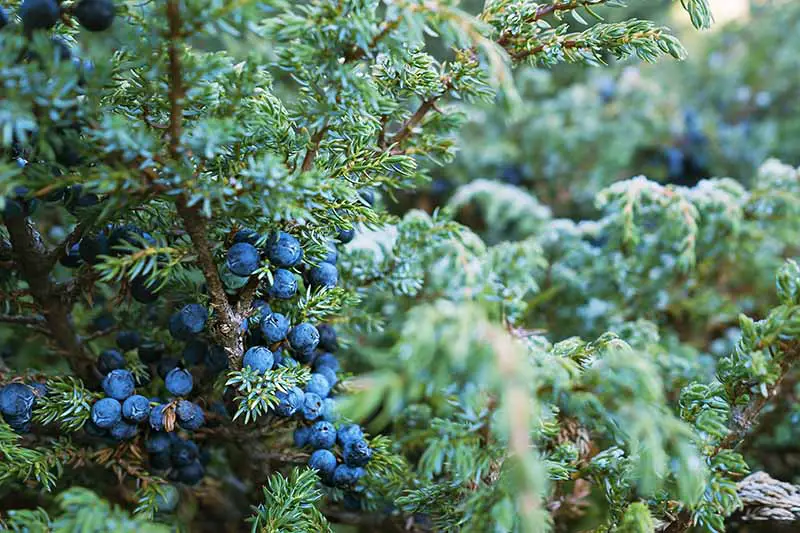 Una imagen horizontal de primer plano de bayas que crecen en un arbusto Juniperus cubierto de escarcha ligera.