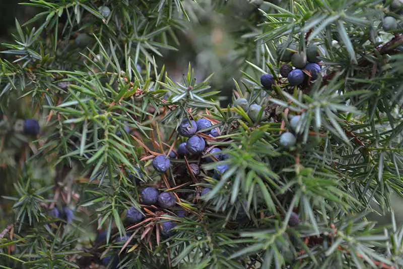 Una imagen horizontal de primer plano de las bayas de Juniperus communis que crecen en el jardín.
