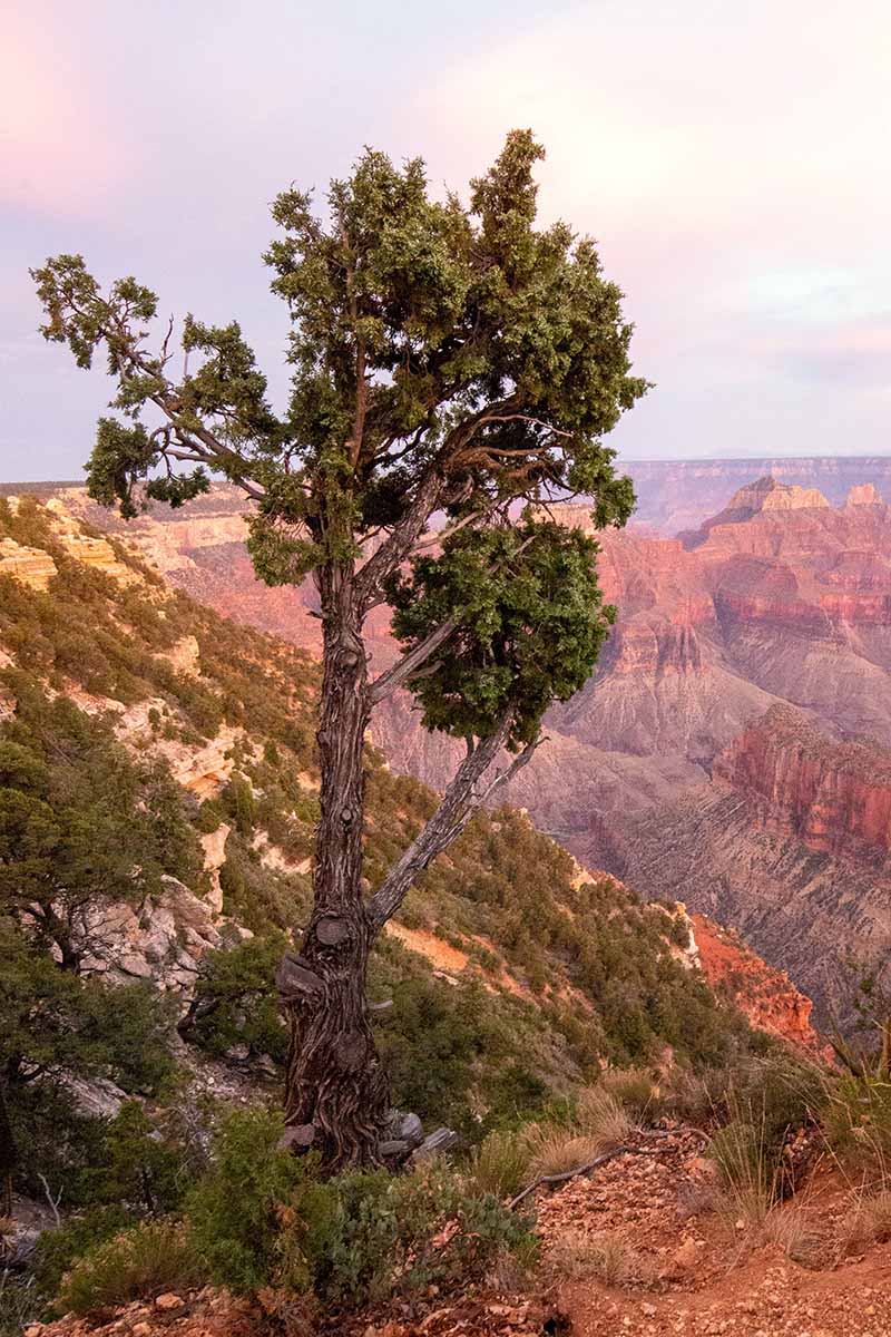 Una imagen vertical de un gran árbol de enebro que crece en el Gran Cañón.