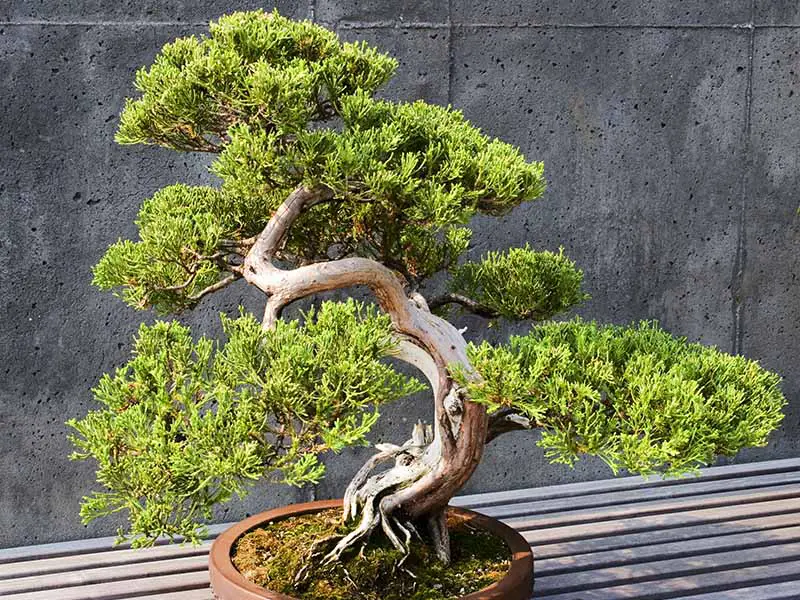 Una imagen horizontal de primer plano de un árbol de enebro entrenado para crecer como un bonsái en una maceta pequeña sobre una superficie de madera con una pared de bloques de brisa en el fondo.