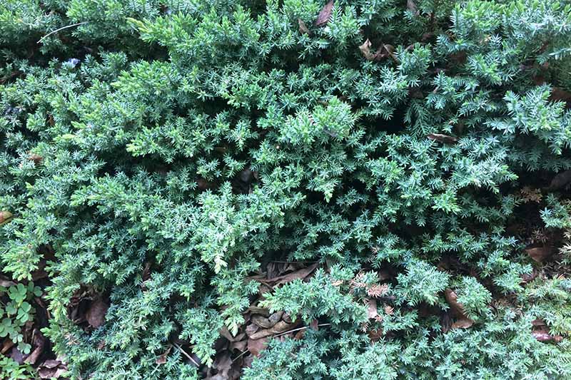 Una imagen horizontal de primer plano del follaje de Juniperus horizontalis.