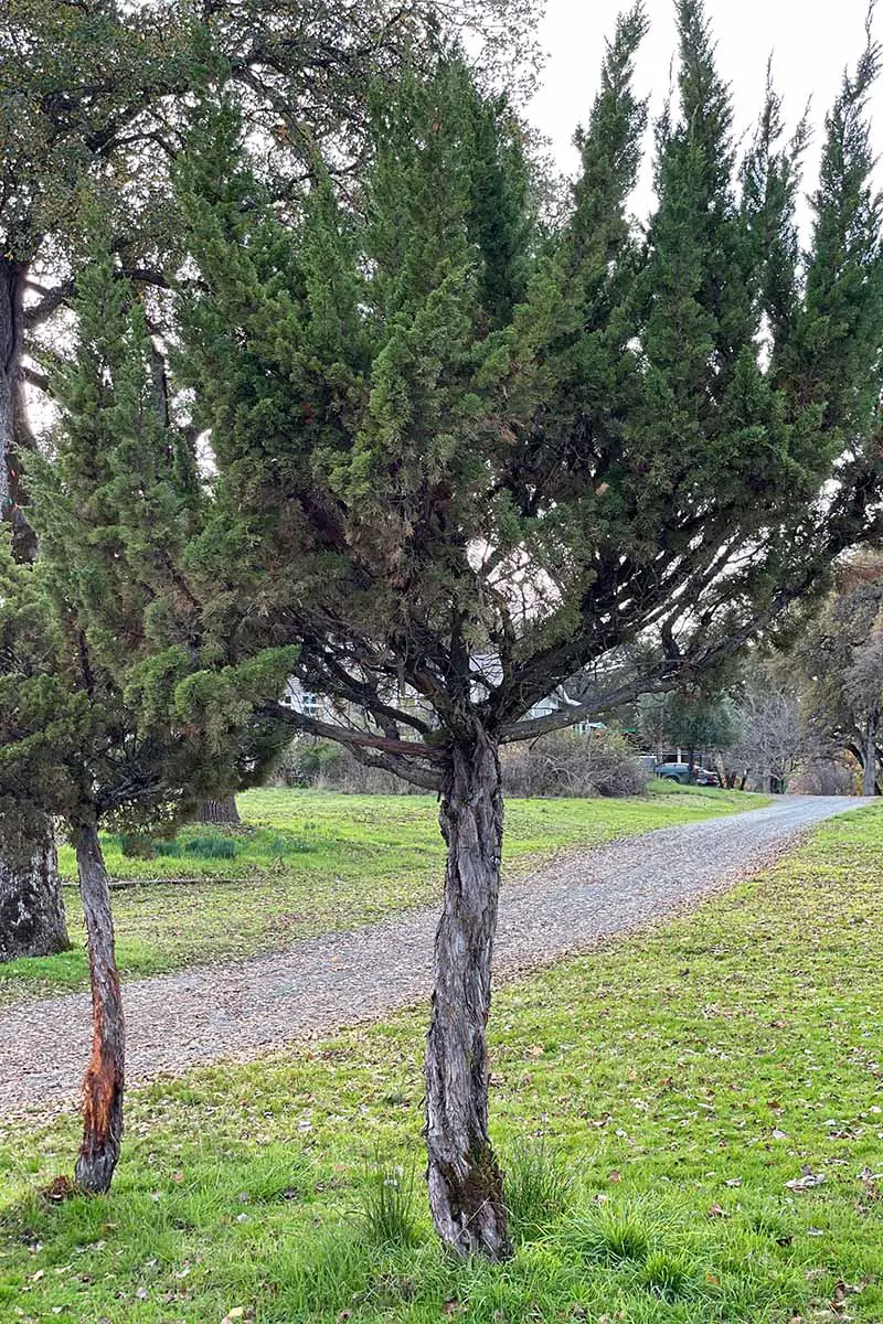 Una imagen vertical de cerca de los árboles Juniperus occidentalis que crecen a lo largo del costado de un camino de entrada con una residencia al fondo.