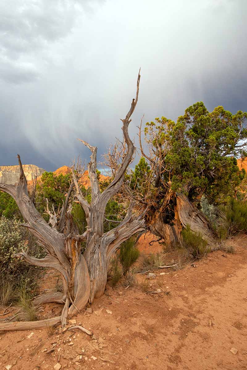 Una imagen vertical de un gran Juniperus osteosperma creciendo salvajemente con nubes en el fondo.