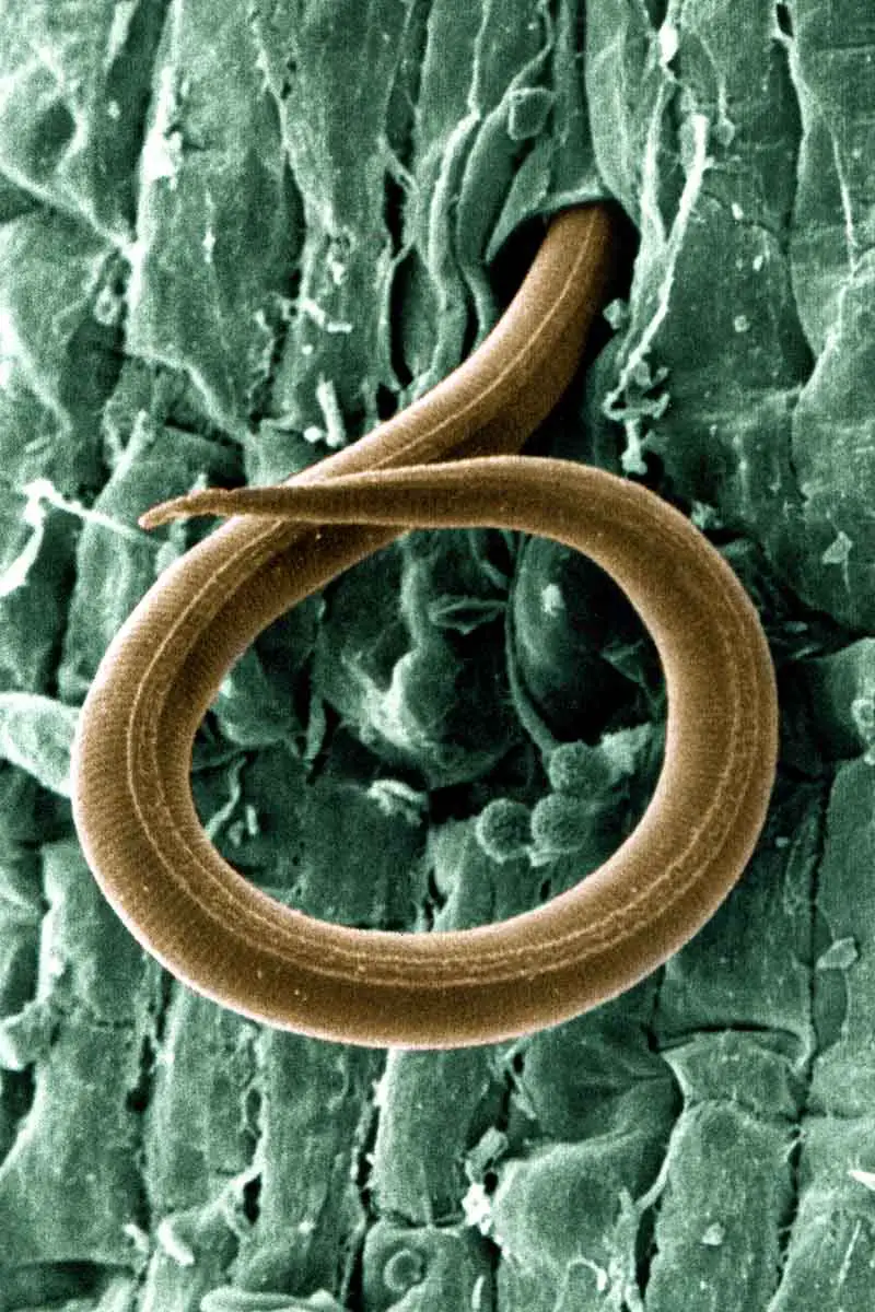 Una imagen vertical de primer plano de un nematodo del nudo de la raíz, una criatura parecida a un gusano larga y delgada que excava en una superficie verde, muy ampliada.