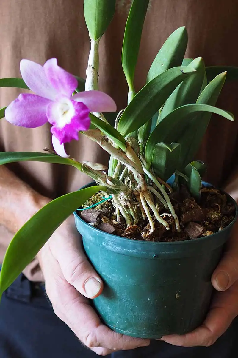 Una imagen vertical de cerca de manos sosteniendo una maceta de plástico verde con una flor de orquídea rosa.