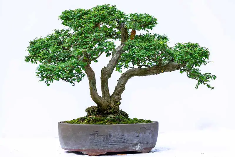 Una imagen horizontal de primer plano de un bonsái podado en el estilo kabudachi o multitronco representado sobre un fondo blanco.