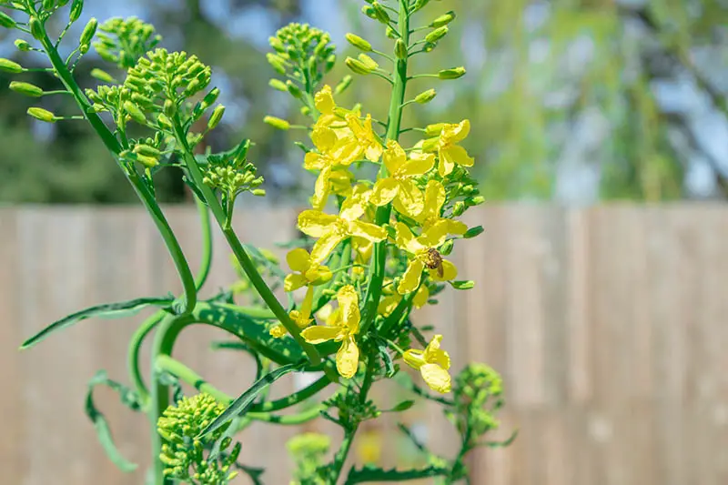Un primer plano de una planta de Brassica napus que se ha atornillado y producido flores amarillas encima de los tallos de las flores, sobre un fondo de enfoque suave.