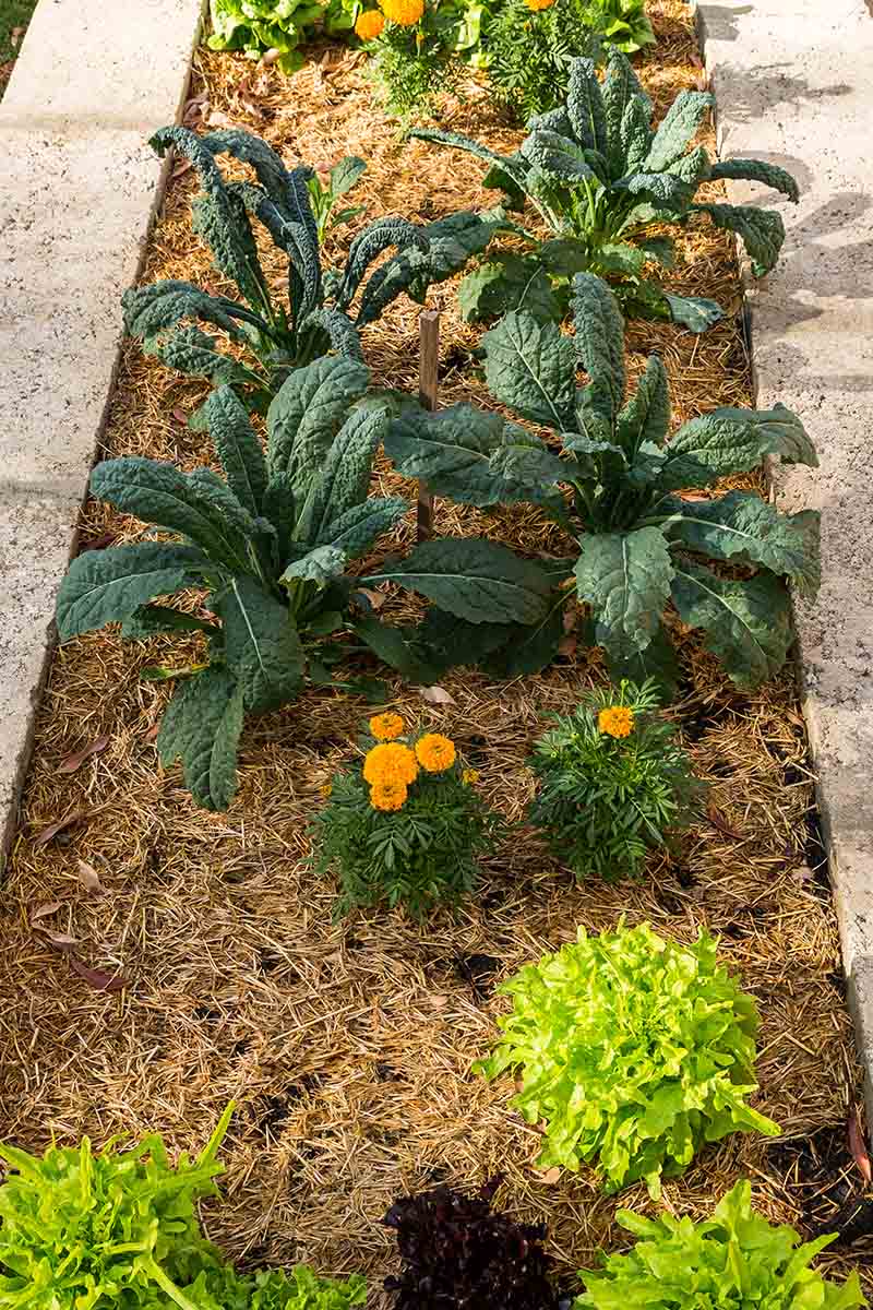 Una imagen vertical de una cama de jardín de hormigón elevada con pequeñas plantas de col rizada lacinato que crecen entre lechugas y flores de naranja, rodeadas de mantillo, representada a la luz del sol.