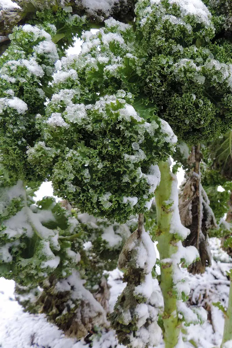Una imagen vertical de cerca de una planta de Brassica oleracea con hojas rizadas y tallos gruesos, que crece en el jardín en invierno y está cubierta de un ligero polvo de nieve.