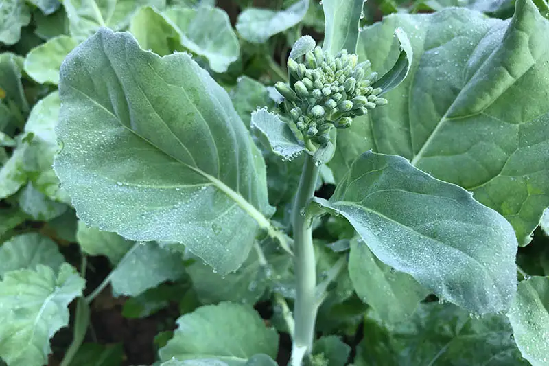 Una imagen de arriba hacia abajo de un brote floreciente de la planta Brassica oleracea en la segunda temporada, comúnmente cosechada como napini.