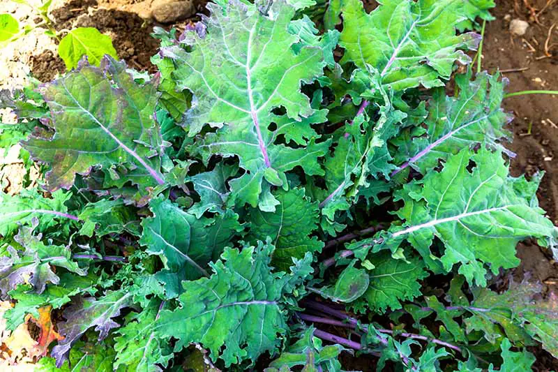 Una imagen de arriba hacia abajo de una gran planta de Brassica oleracea con hojas verdes brillantes y tallos morados, que crece en el jardín bajo la luz del sol.