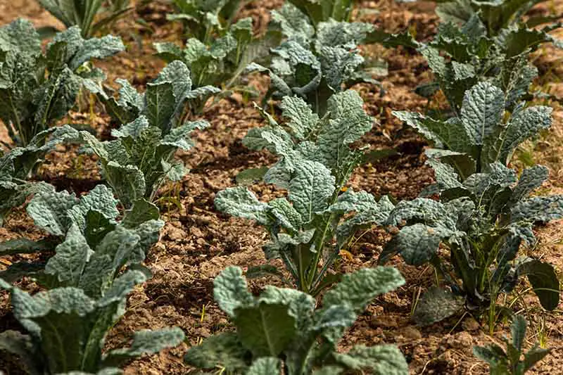 Hileras perfectamente espaciadas de Brassica oleracea que crecen en el jardín con tierra entre las plantas bajo el sol brillante.