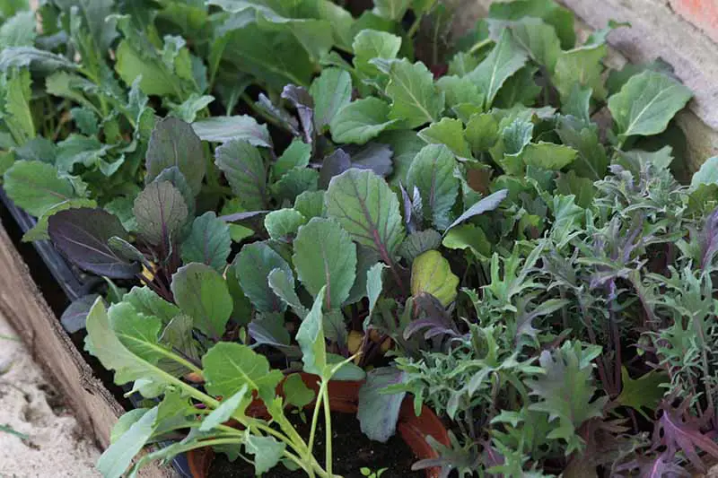 Un primer plano de las diferentes variedades de plantas bebé de Brassica oleracea que crecen en macetas pequeñas.