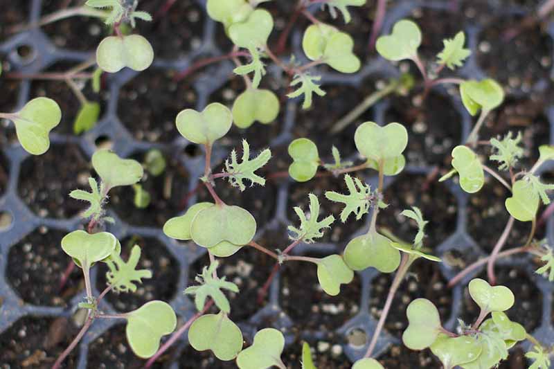 Un primer plano de las plántulas de Brassica oleracea, todavía en su bandeja de semillas, listas para trasplantarlas al jardín.  El verde de las hojas contrasta con la tierra oscura del fondo.