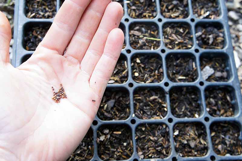 Una mano en el lado izquierdo del marco que sostiene pequeñas semillas de Brassica oleracea listas para plantar.  En el fondo hay una bandeja de inicio de semillas con mezcla para macetas en cada sección.