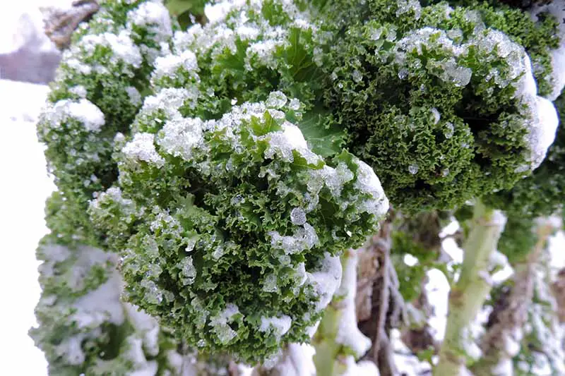 Un primer plano de hojas verdes de col rizada, cubiertas de escarcha ligera, con nieve en el fondo.