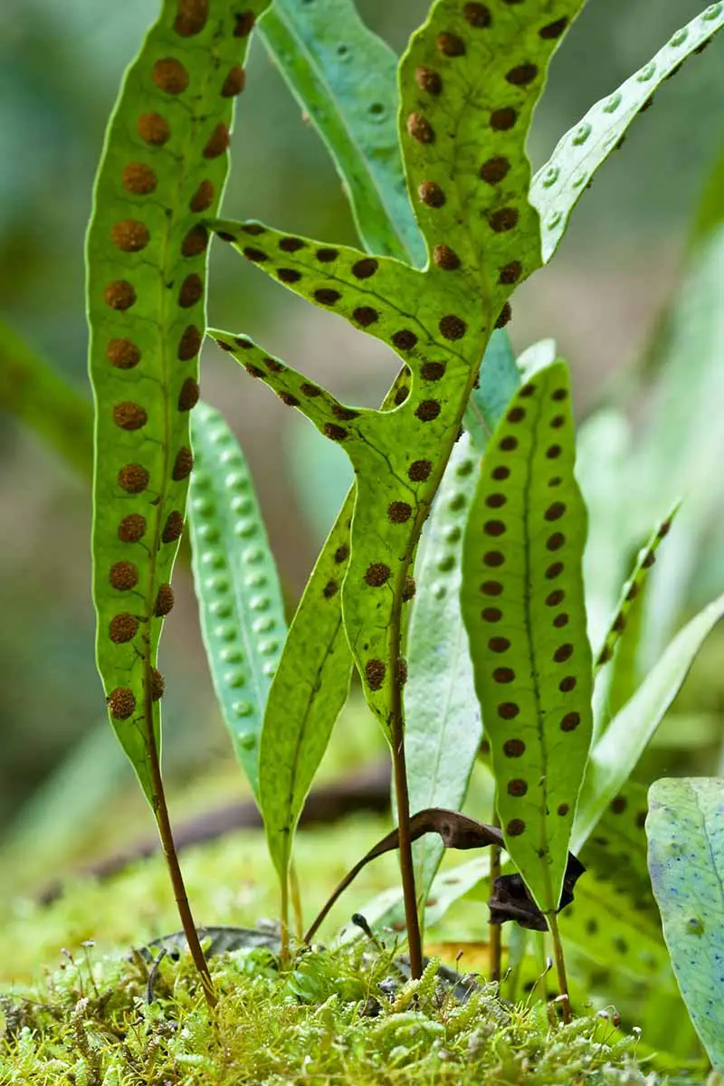 Una imagen vertical de las esporas visibles en la parte inferior de las hojas de Phymatosorus diversifolius en un fondo de enfoque suave.