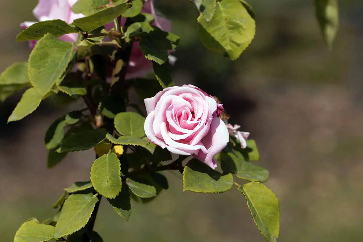 Una imagen horizontal de primer plano de una rosa rosa claro 'Kathleen Harrop' representada en un fondo de enfoque suave.
