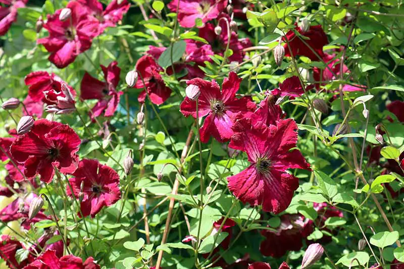 Un cultivo de clematis vine 'Kermesina' con flores de color rojo brillante que contrastan con las hojas verdes bajo el sol brillante y se desvanecen en un enfoque suave en el fondo.