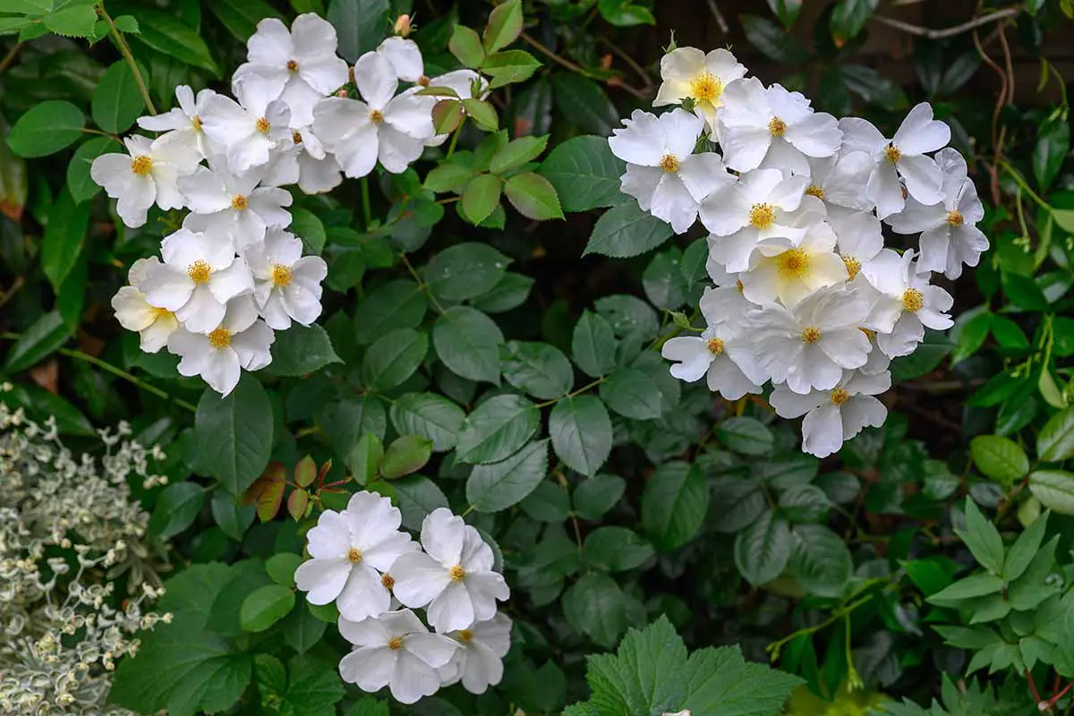 Una imagen horizontal de primer plano de pequeñas flores de rosas blancas que crecen en el jardín con follaje en un fondo de enfoque suave.