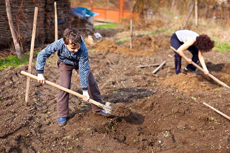 Una imagen horizontal de niños cavando hoyos en el rico suelo del jardín listos para plantar flores o vegetales.