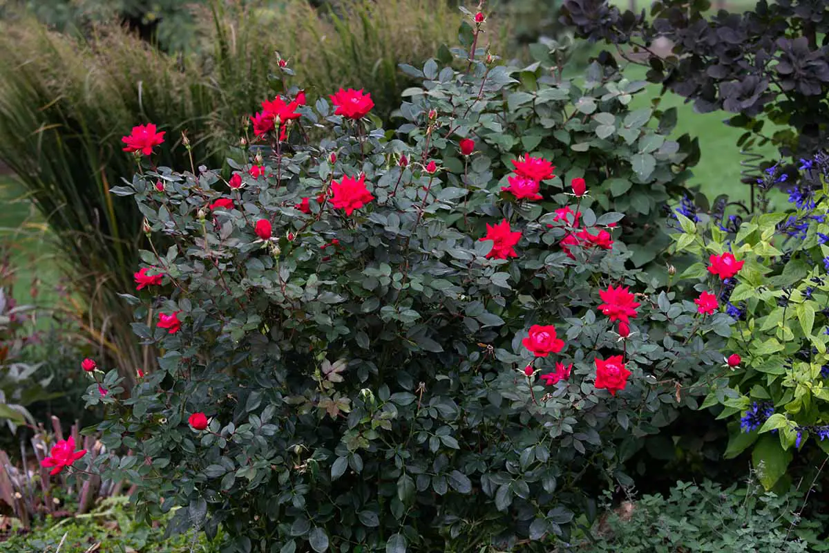 Una imagen horizontal de cerca de rosas rojas brillantes que crecen en el patio trasero con hierbas ornamentales y otras plantas perennes.
