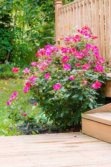 Rosas rosadas Knockout, creciendo al lado de una plataforma de madera.