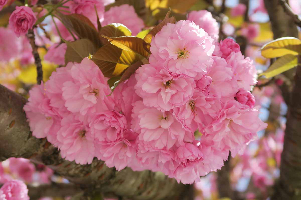 Una imagen horizontal de primer plano de las flores rosadas brillantes de la cereza ornamental 'Kwanzan' representada en la luz del sol filtrada.