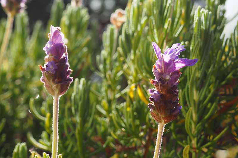 Un primer plano de dos flores de la planta L. dentata con flores de color púrpura claro bajo el sol brillante contra un fondo verde de enfoque suave.