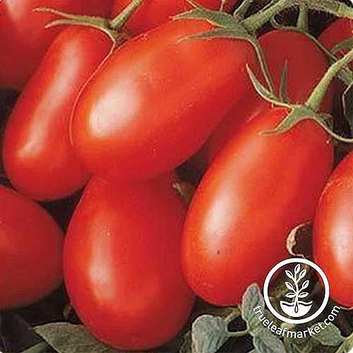 Un primer plano de tomates maduros de color rojo brillante, recién cosechados, con la vid todavía adherida, fotografiados en un fondo de enfoque suave.  En la parte inferior derecha del marco hay un logotipo circular blanco con texto.