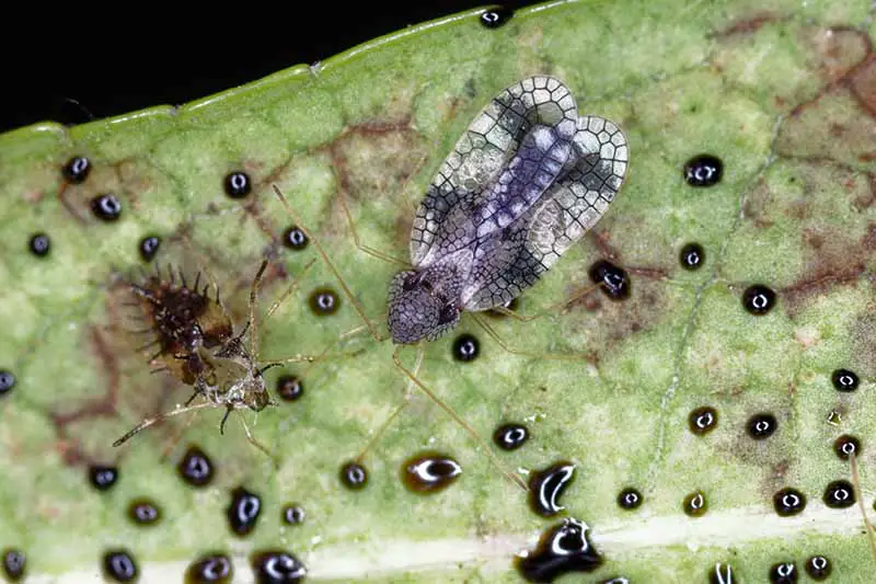 Una imagen horizontal de primer plano de un insecto de encaje en una hoja rodeada de puntos de barniz característicos.