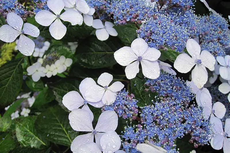 Una imagen horizontal de primer plano de las flores azules de una hortensia de gorra de regazo que crece en el jardín representada en un fondo de enfoque suave.