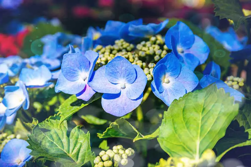 Una imagen horizontal de primer plano de las flores azules de la hortensia de la tapa de encaje que crece en el jardín fotografiado a la luz del sol.