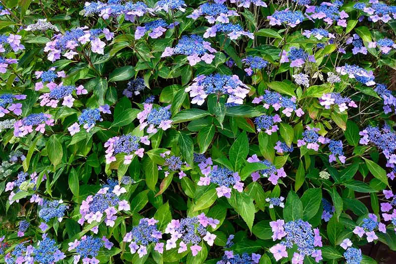 Una imagen horizontal de primer plano de un gran arbusto de hortensias lacecap con flores azules que crecen en el jardín.