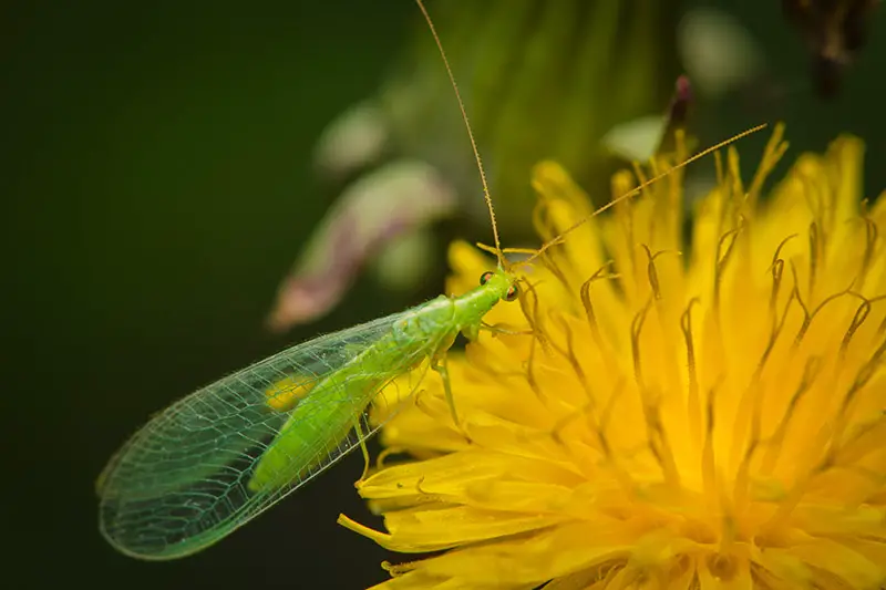 Un insecto de encaje alimentándose de la flor amarilla de un diente de león sobre un fondo verde de enfoque suave.