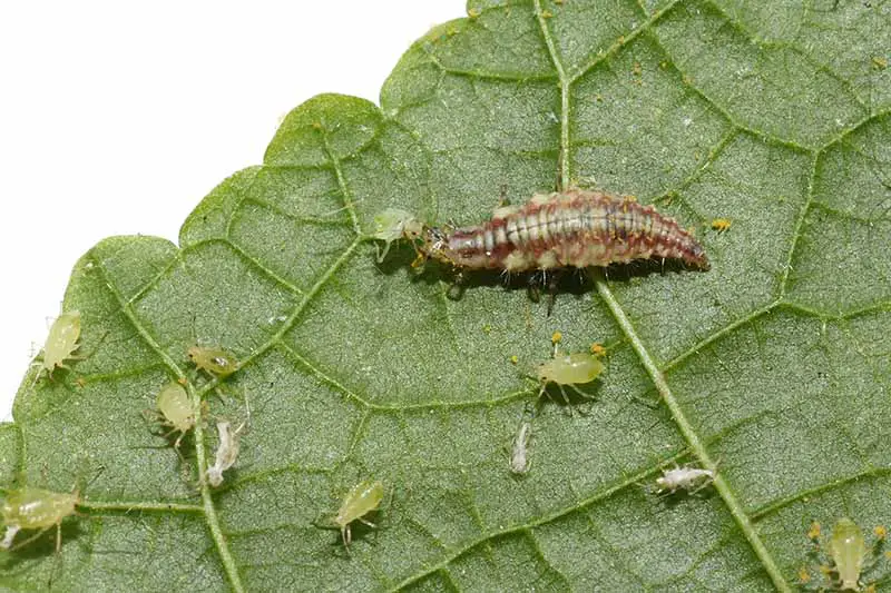 Una imagen horizontal de cerca de una larva de encaje alimentándose de pulgones en una hoja.