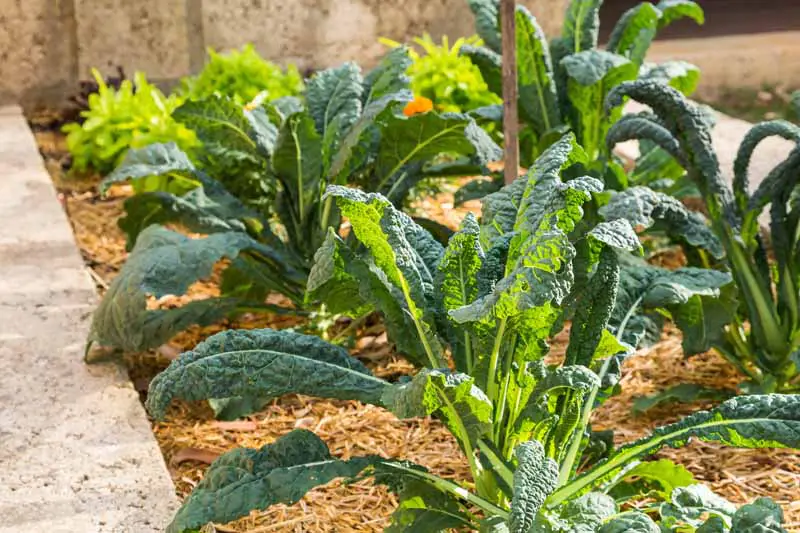 La col rizada de Lacinato crece en un jardín vegetal con mantillo de paja.