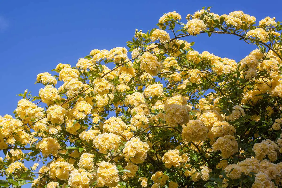 Una imagen horizontal de una gran rosa trepadora con un montón de flores amarillas sobre un fondo de cielo azul.