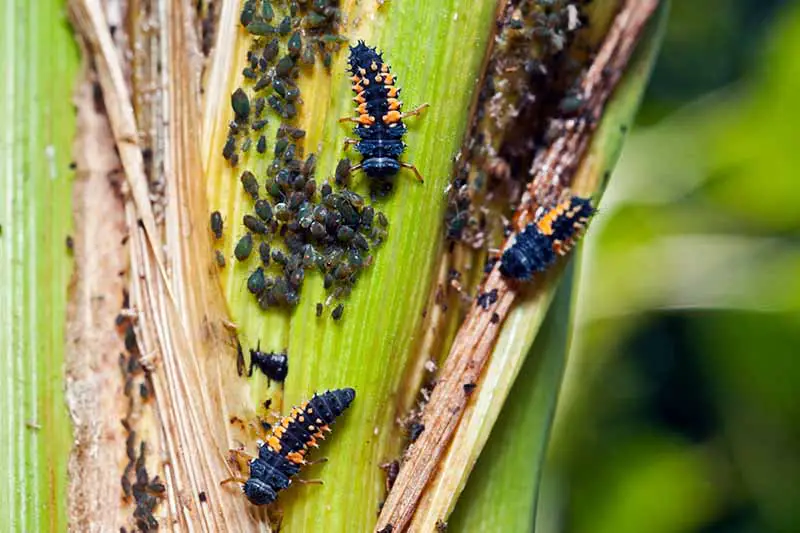 Una imagen horizontal de primer plano de larvas de mariquita alimentándose de pulgones en una planta de maíz.
