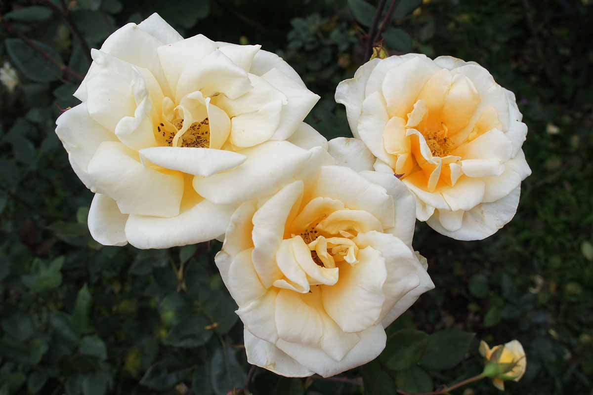 Una imagen horizontal de cerca de las flores de Rosa 'Lady Hillingdon' que crecen en el patio trasero en un fondo de enfoque suave.