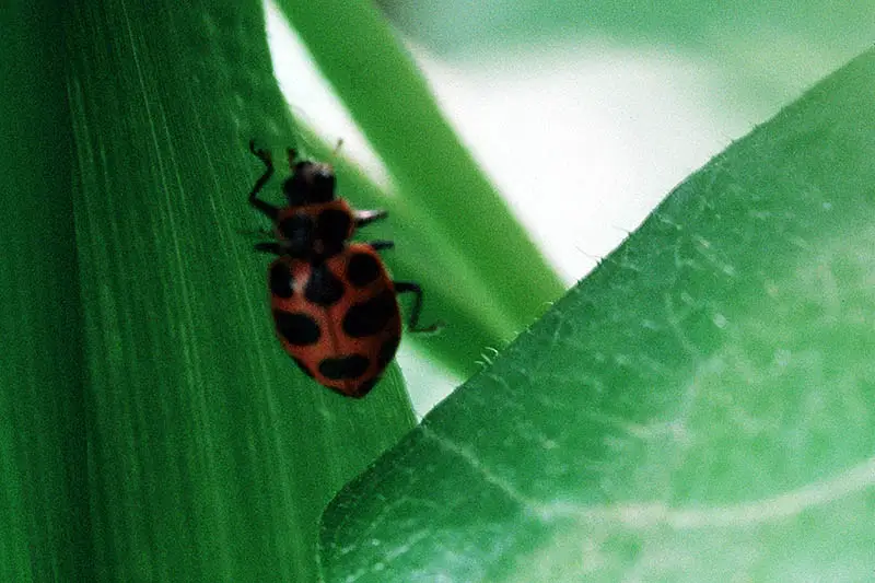 Un primer plano de un escarabajo manchado de rojo y negro sobre una hoja verde sobre un fondo de enfoque suave.