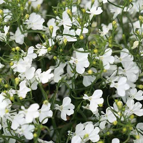 Una imagen cuadrada de primer plano de flores blancas L. erinus 'Laguna White' que crece en el jardín bajo el sol brillante.