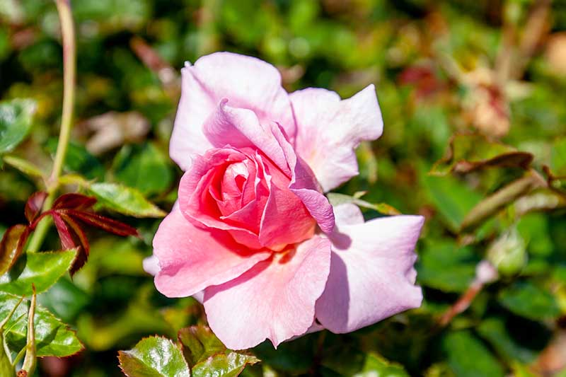 Una imagen horizontal de primer plano de una flor rosa 'Lambert Closse' representada en un sol brillante sobre un fondo de enfoque suave.