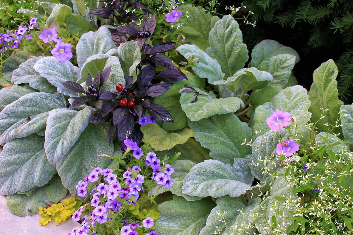 Una imagen horizontal de un borde de jardín plantado con flores de colores y plantas de follaje, incluidas las orejas de cordero.