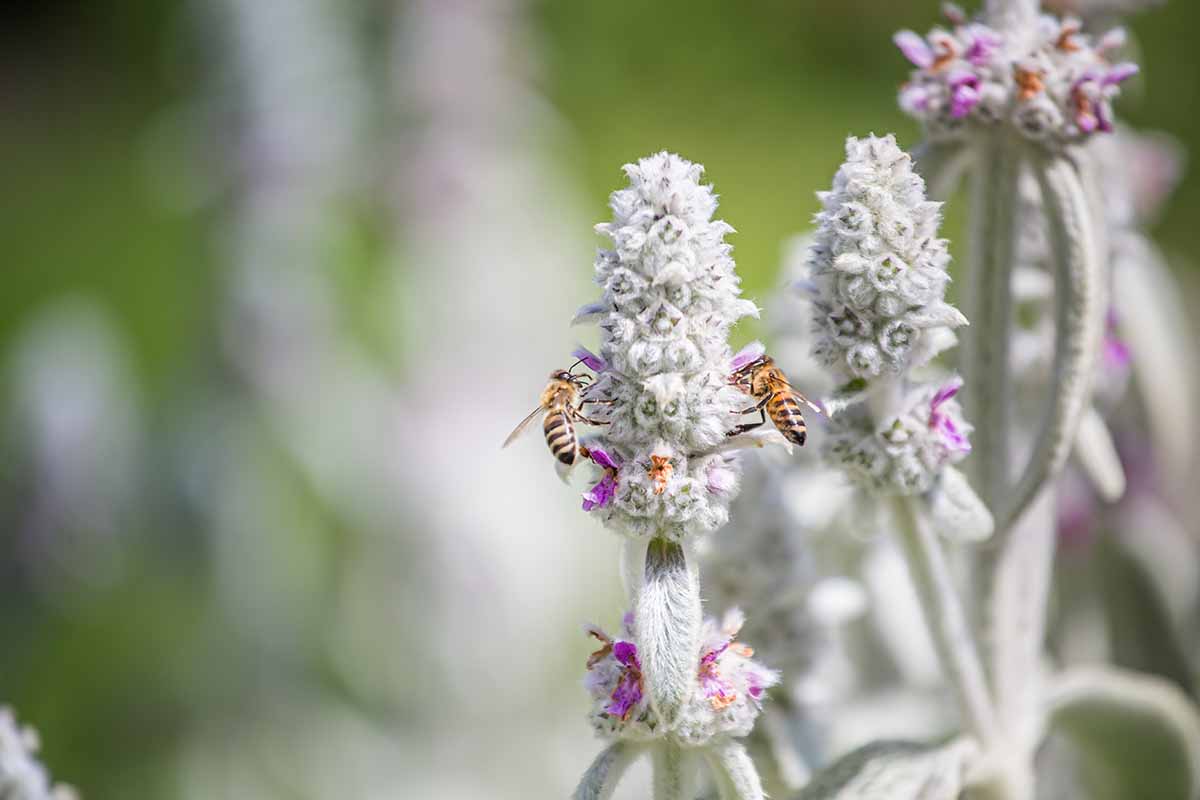 Una imagen horizontal de abejas alimentándose de las flores de Stachys byzantina (orejas de cordero) en un fondo de enfoque suave.