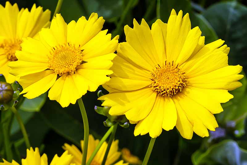 Una imagen horizontal de primer plano de flores coreopsis de hojas de lanceola amarillas brillantes que crecen en el jardín representadas en un fondo de enfoque suave.