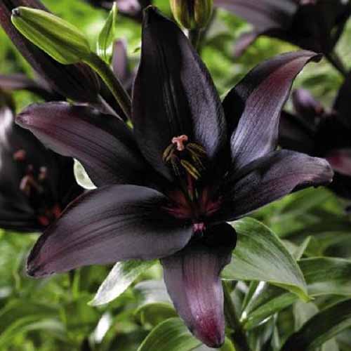Un primer plano de una flor de lirio 'Landini' de color púrpura oscuro, casi negro, que crece en el jardín a la luz del sol sobre un fondo de enfoque suave.