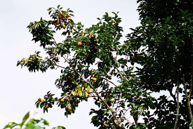 Una imagen horizontal de cerca de las ramas de un árbol de caqui americano (Diospyros virginiana) contra un fondo de cielo nublado.