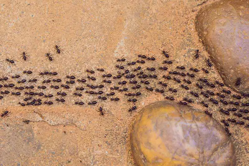 Un primer plano de arriba hacia abajo de un gran rastro de hormigas en una superficie rocosa.