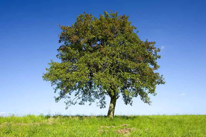 Una imagen horizontal de un gran manzano solitario que crece en un área cubierta de hierba en un fondo de cielo azul.
